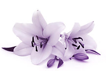 Obraz Fialová ľalia 1776